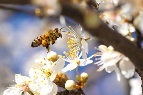 Notions de base sur les abeilles