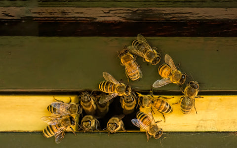 Support Pollinators