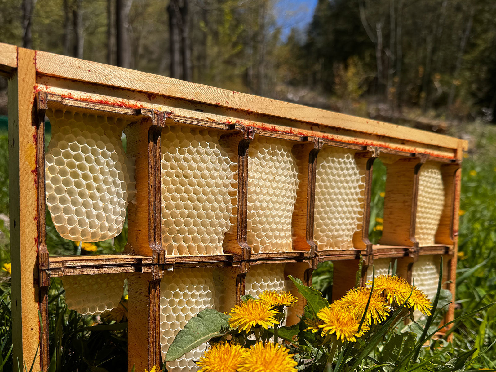 Close up for natural honey comb and dandelions