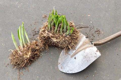 Two small root balls with green sprouts on a gray concrete surface, with a metal shovel placed beside them.