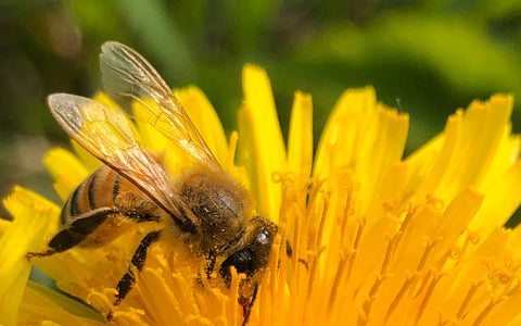 Soyez l'ami des pollinisateurs