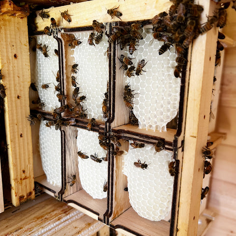 Chariot Honeycomb Frame in the hive, side view with bees and fresh wax.