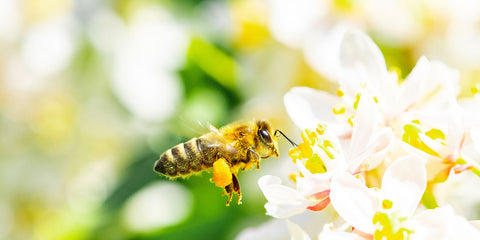 Atria Beekeeping