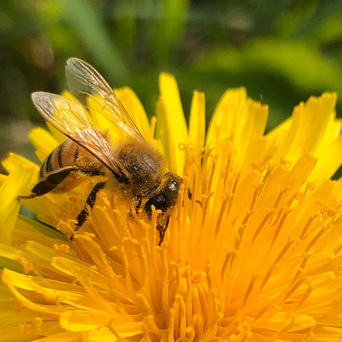 Programme Partenaire Apiverte Pollinisateurs